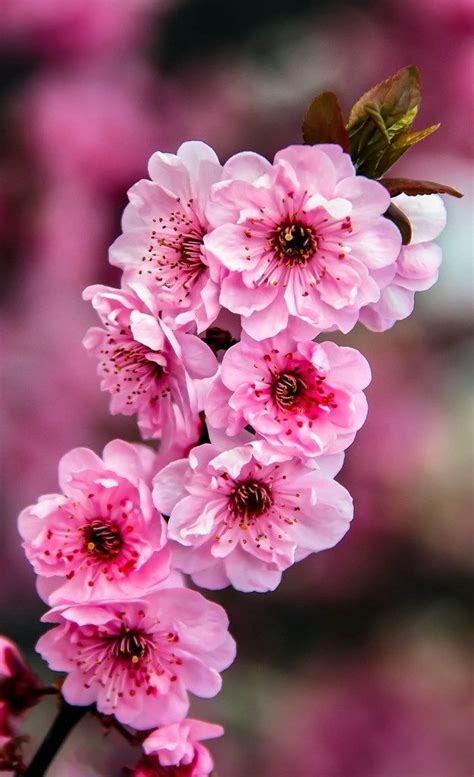 Beautiful Pink Blossoms | Nature photography flowers, Flower landscape, Flowers photography