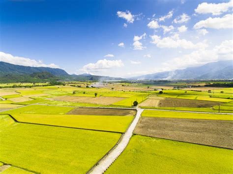 Aerial View of Rice Field . Stock Photo - Image of food, cultivate: 120813978