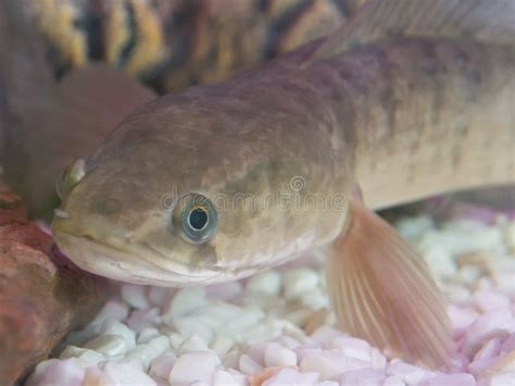 Male Channa Striata Striped Snakehead Fish Head in Close Up at a Fish Tank. Stock Photo - Image ...