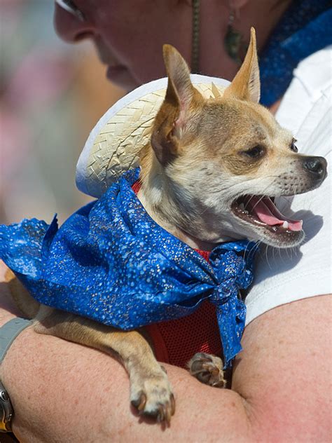 Chihuahuas Strut Their Stuff for the Cutest Cinco de Mayo Costume Parade