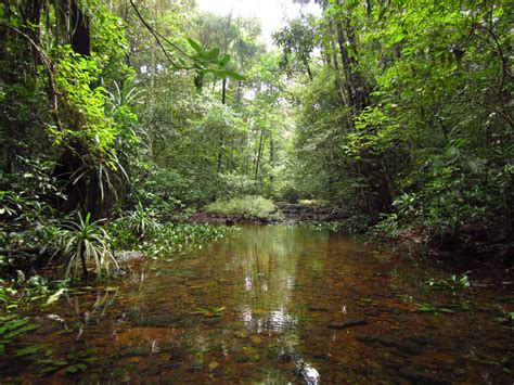 When the Monsoon Awakens Agumbe | Roundglass | Sustain