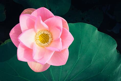 Ultimate Guide to Lotus Flower Meanings and Symbolism - Petal Republic
