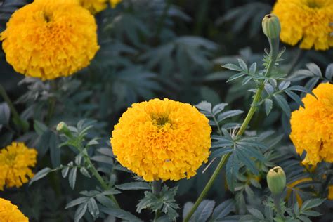 Marigold flower garden, marigold growing at home. 8925495 Stock Photo ...