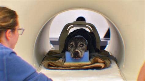 How Much Is A Mri Scan For My Dog