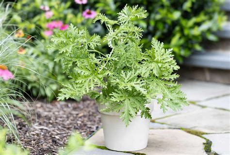 How to Grow and Care For Citronella Plant