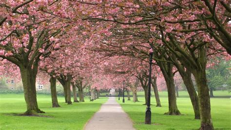 HD Wallpapers Desktop: Sakura Tree HD Wallpapers