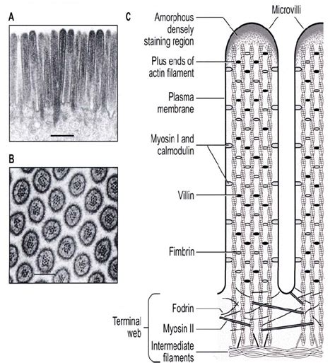 Cytoskeletal structures of the intestinal microvillus. | Download Scientific Diagram