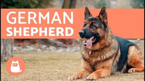 Training A Year Old German Shepherd | seeds.yonsei.ac.kr