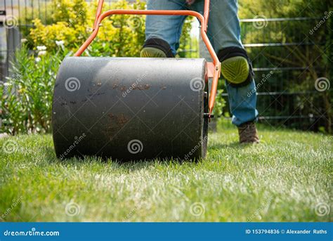 Installing Turf Rolls in the Garden Stock Photo - Image of backyard ...