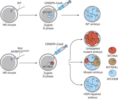 This Breakthrough In Gene-Editing Could Potentially Enhance Humanity's ...