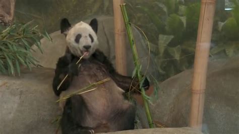 Ya Ya the panda returns to China after 20 years in U.S.