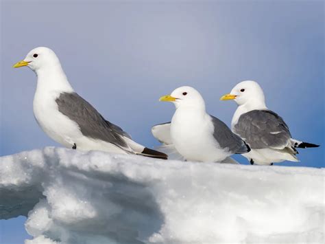 Kittiwake Bird Facts (Rissa tridactyla) | Birdfact