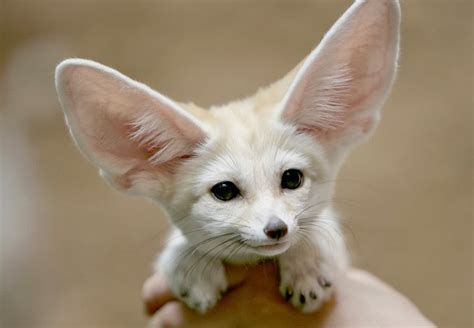 Mindblowing Planet Earth: Fennec Fox - The Most Cute Animal in the World