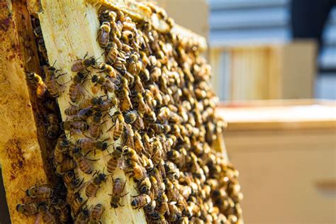 Alvéole bees on the roof | Québec City Convention Centre