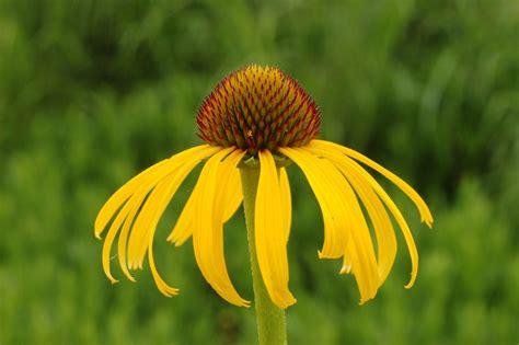 Native Yellow Coneflower Seeds, Ozark, Bush's Coneflower, Echinacea, Yellow Coneflower ...