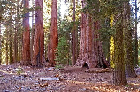 Giant Sequoias - Yosemite National Park (U.S. National Park Service)