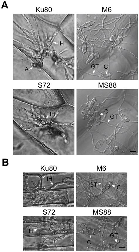 Appressorium penetration assays with onion and rice epidermal cells. A.... | Download Scientific ...