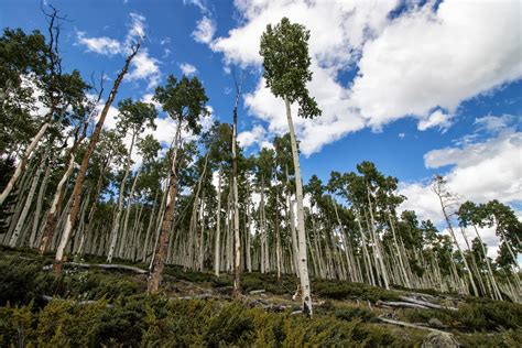 You can tell it's an aspen tree because of the way it is 765744 - Blogpictjpisht