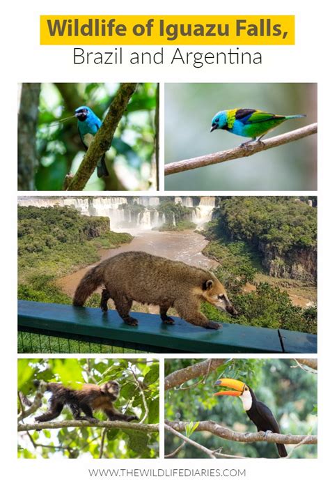 Wildlife of Iguazu Falls, Brazil and Argentina