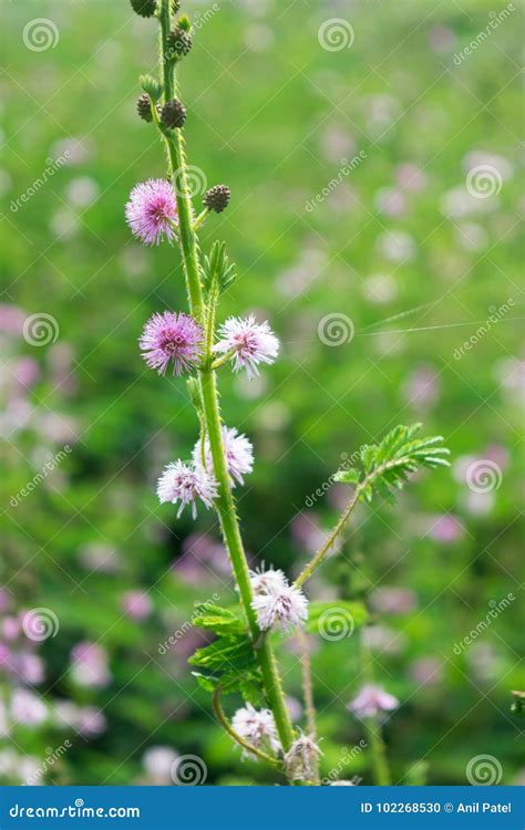 Touch me not flower stock photo. Image of touch, green - 102268530