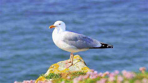 Download Animal Seagull HD Wallpaper