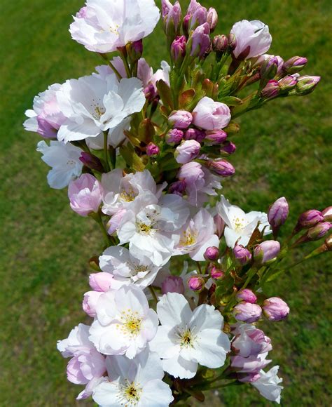 Download free photo of Column cherry,japanese cherry trees,blossom,bloom,ornamental cherry ...