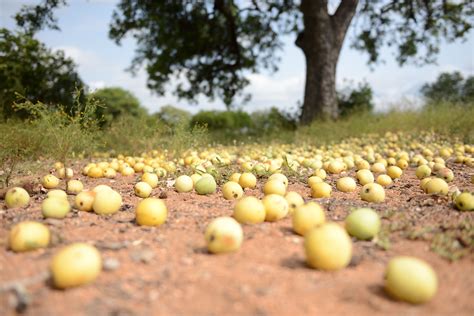 Elephants feast on the fallen marula fruit that’s heavy with goodness and flavour. Nature’s ...