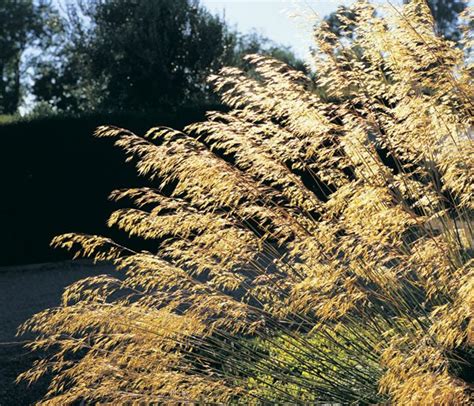 Stipa gigantea | Arcadia Garden Design