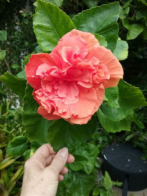 Orange Hibiscus | Plants, Flowers, Hibiscus