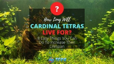 Cardinal Tetra Lifespan - How Long Do Cardinal Tetras Live?