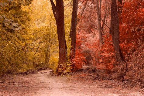 Magical Autumn Forest is Very Beautiful Stock Image - Image of environment, clean: 104628185