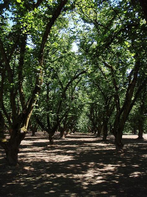 Hazelnut (Filbert) Tree Orchard, Oregon. I wish they had nutella tree's Filbert Tree, State Of ...