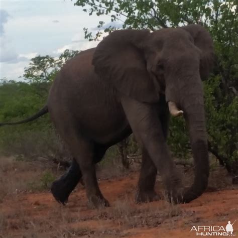 Elephant Mozambique | AfricaHunting.com