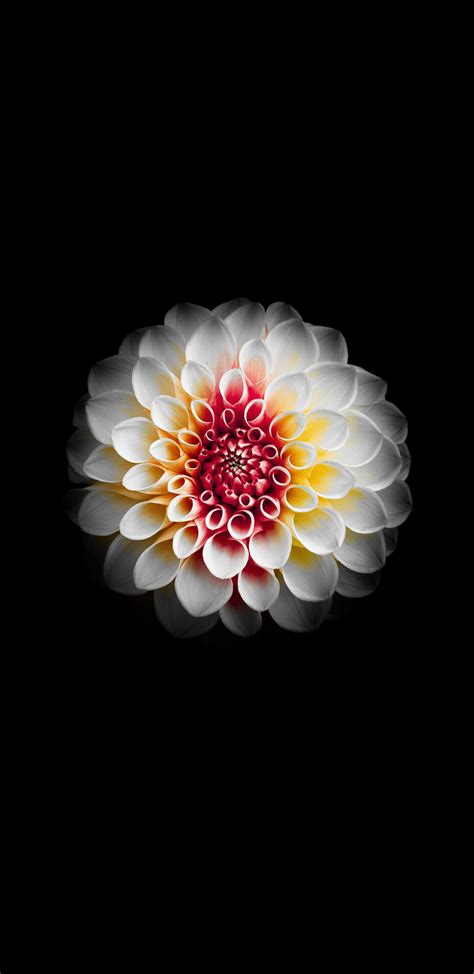 Chrysanthemum Wallpapers (81 images) - WallpaperCosmos