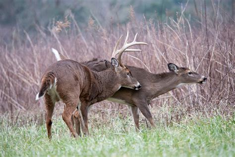 Commentary: Use science to predict the whitetail rut - Outdoor News