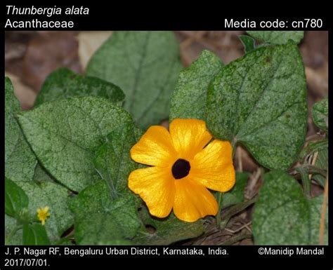 Thunbergia alata | Butterfly