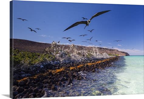 Magnificent Frigatebird Breeding Colony In Bahia Gabriel, Baja California, Sur, Mexico | Great ...