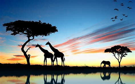 Safari Wallpaper (56+ pictures) - WallpaperSet