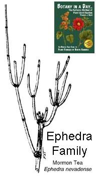 Ephedraceae: Ephedra or Mormon Tea Family. Identify plants and shrubs.