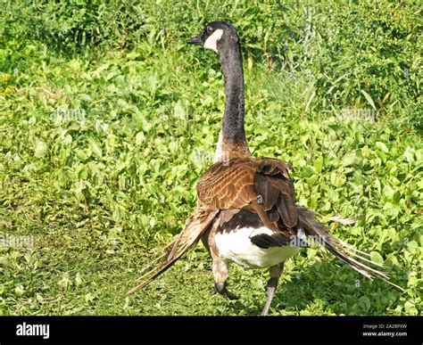 Injured goose injured bird hi-res stock photography and images - Alamy