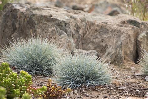 Blue Fescue ‘Elijah Blue’ | Plant Profile – Sylvan Gardens Landscape Contractors