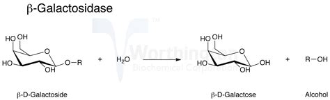 Galactosidase, Beta - Worthington Enzyme Manual