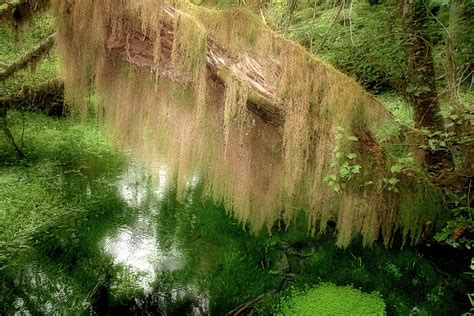 Magical Hall Of Mosses - Hoh Rain Forest Olympic National Park Wa Usa ...