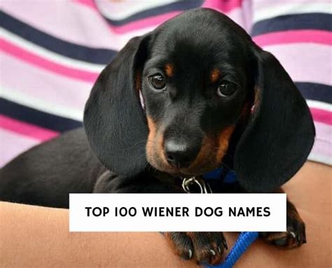 The Best 100 Wiener Dog Names For Your Puppy! (2024) - We Love Doodles