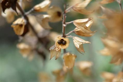 How to Grow Massive Sage Plants From Seed or Cuttings