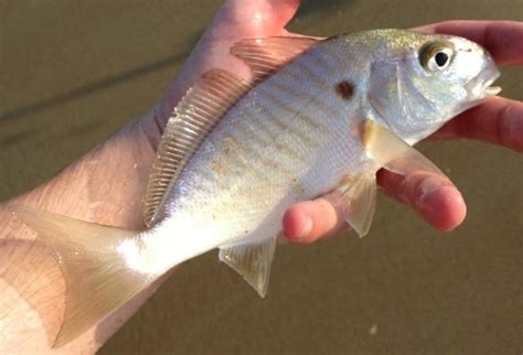 New recreational bag limit for spot and Atlantic croaker takes effect April 15; Commercial spot ...