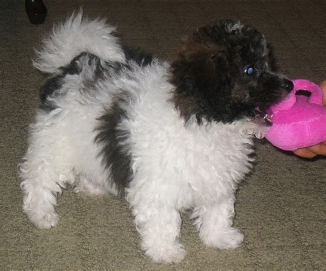 Havachon (Havanese-Bichon Frise Mix) Info, Temperament, Pictures