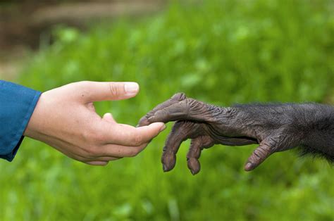 Human And Bonobo Ape Hands Photograph by Tony Camacho/science Photo ...