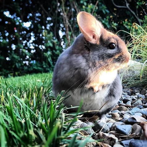 27 Chinchillas Who Are Too Cute To Be Real - Chinchilla Journal