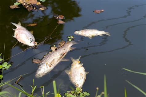 North Carolina Lake Disappears Making Hundreds of Fish Suffocate to ...